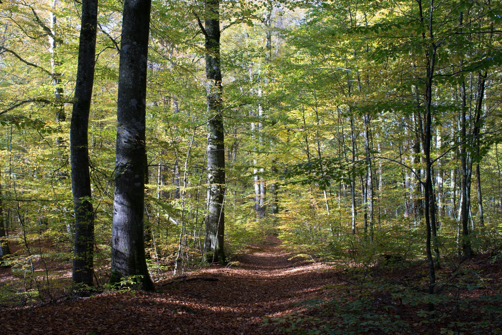 Adobe Stock 176996438